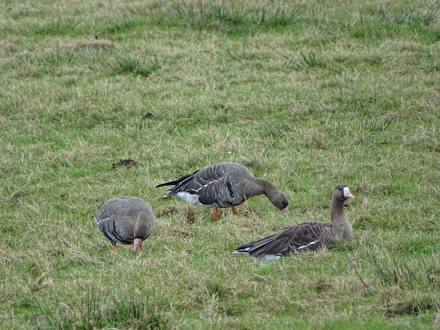 湖人队在 湖人队在